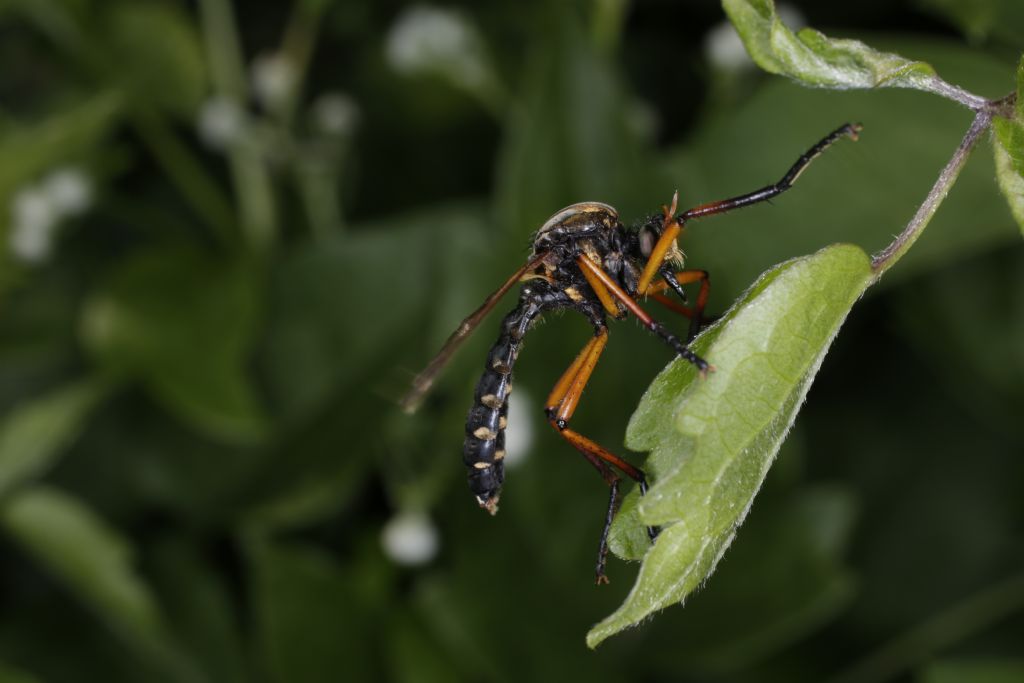 Asilidae da identificare